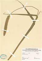 藏品(小米)的圖片